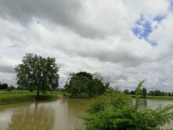 Scenic view of trees and plants against sky