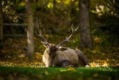 Close-up of deer on field