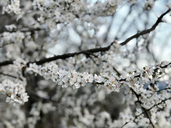 Low angle view of cherry blossoms on branch