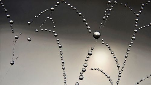 Close-up of water drops on spider web