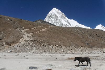 Horse on desert against clear sky