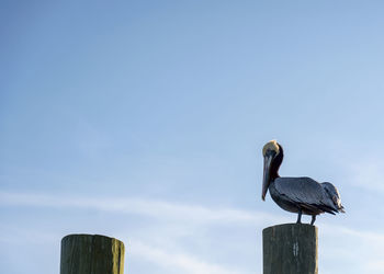 Low angle view of pelican  perching on wooden post against sky