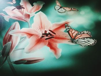 Close-up of butterfly on flower