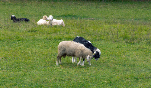 Flock of sheep on green pasture