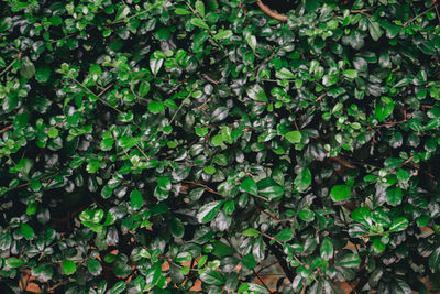 High angle view of ivy growing on field