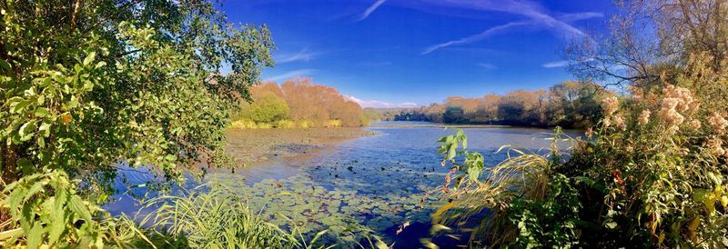 View of calm lake against trees