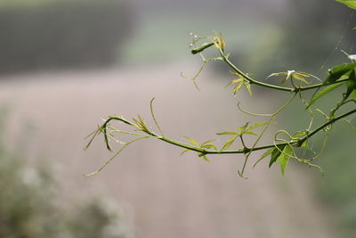 Close-up of plant