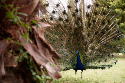 Close-up of peacock