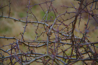 Low angle view of bare tree branches