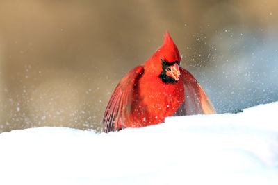 Northern cardinal