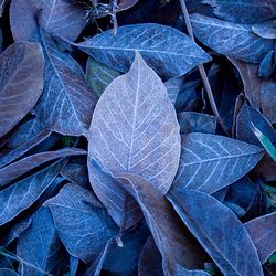 Full frame shot of fallen magnolia leaves