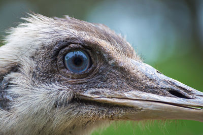 Close-up of a bird