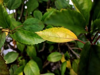 Close-up of autumn leaves