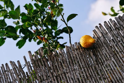 Low angle view of fruits growing on tree