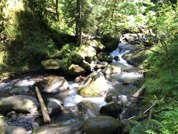 Scenic view of waterfall in forest