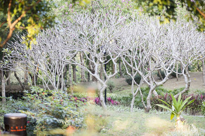 Plants and trees in water