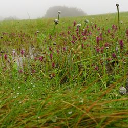 Plant growing on grassy field