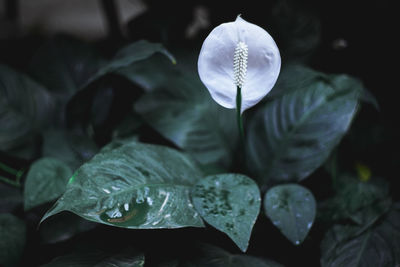 Close-up of white flowering plant