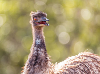 Close-up portrait of a bird