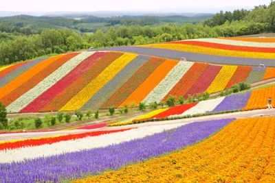 Scenic view of agricultural field