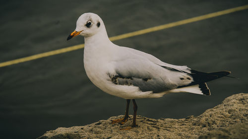 Close-up of seagull perching