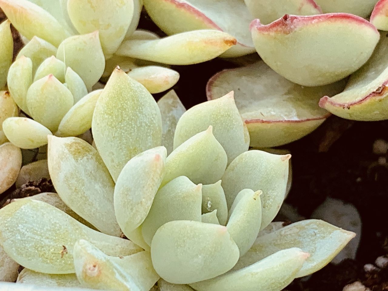 FULL FRAME SHOT OF SUCCULENT PLANTS