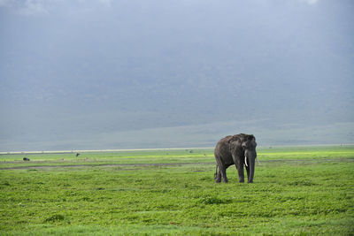 Horse grazing in a field