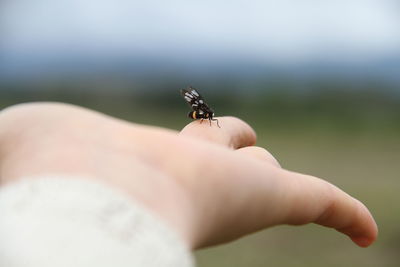 Close-up of insect on hand