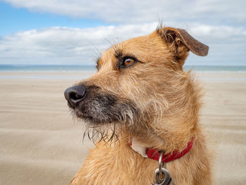 Close-up of a dog looking away