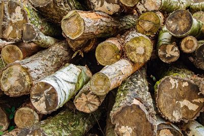 Full frame shot of logs in forest