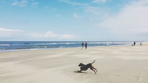 Dog on beach by sea against sky