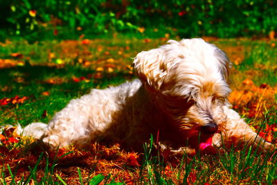 Close-up of dog relaxing on field