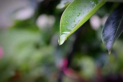 Close-up of water drops on plant
