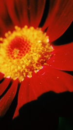 Close-up of red flower