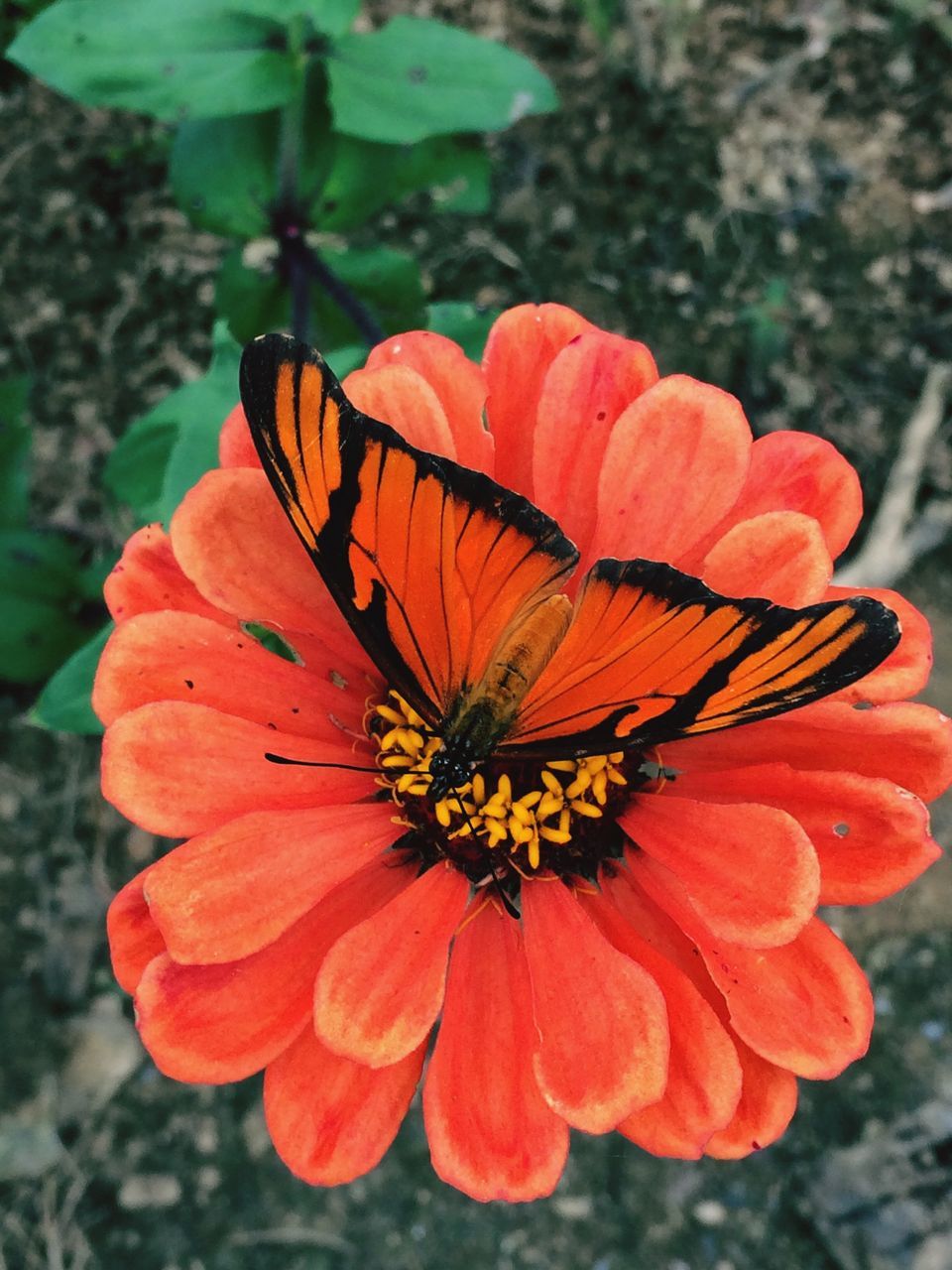 flower, nature, fragility, focus on foreground, orange color, beauty in nature, plant, petal, flower head, close-up, day, outdoors, blooming, one animal, growth, animal themes, butterfly - insect, freshness, no people, pollen, animals in the wild, insect, zinnia