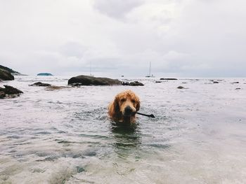 View of dog in sea against sky