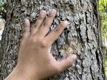 tree trunk