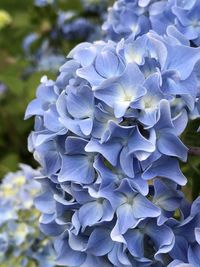Close-up of purple hydrangea flowers