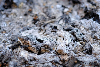 Close-up of wood on ash