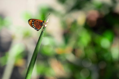 Close-up of butterfly on leaf