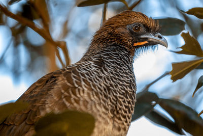 Low angle view of bird perching