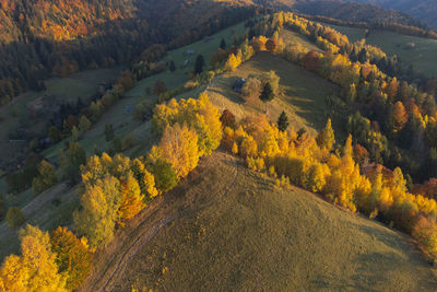 High angle view of trees in forest