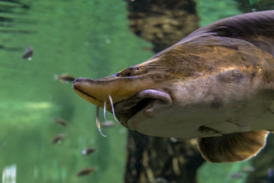 Close-up of fish underwater / sturgeon swims in a green river / profile portrait of beluga acipenser