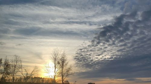 Low angle view of silhouette trees against sky during sunset