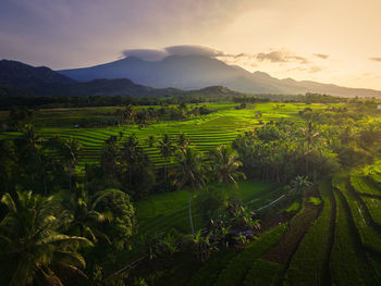 Aerial view of asia in indonesian rice fields with mountains at sunrise