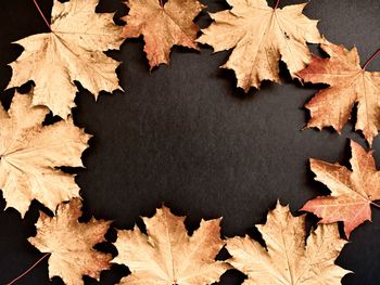 Close-up of dry maple leaves against black background