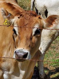 Cow standing in a field