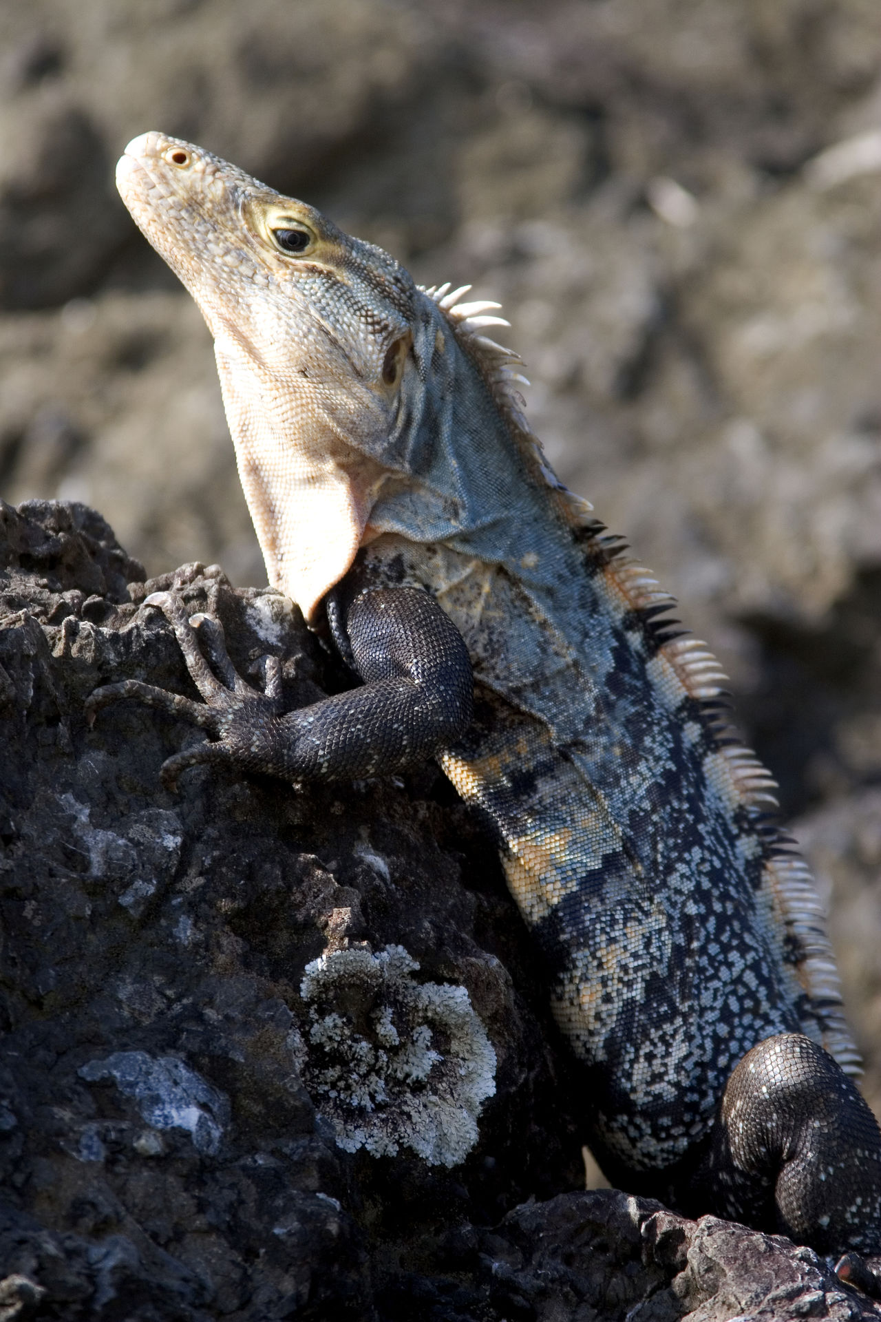 Iguana in costa ri