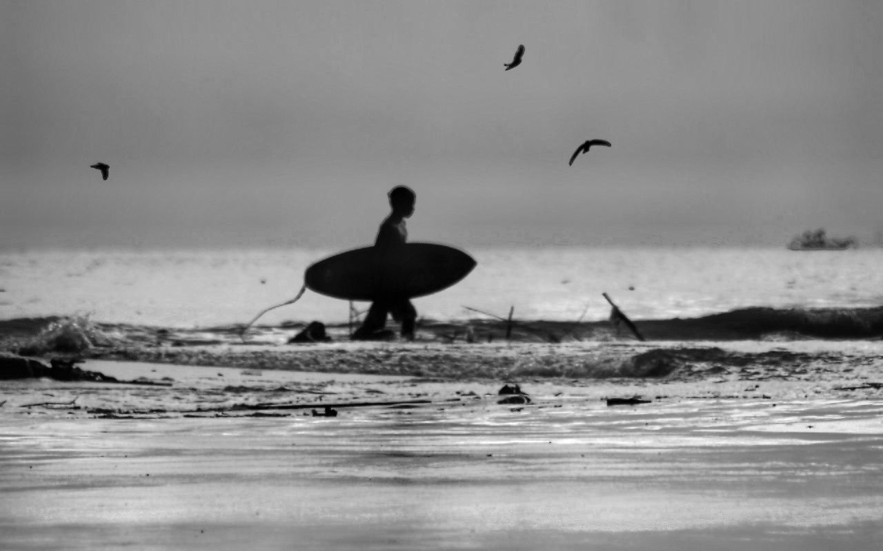 water, black and white, monochrome, bird, animal, monochrome photography, sea, animal themes, nature, wildlife, animal wildlife, silhouette, wave, sky, beach, surfing, ocean, one person, land, sports, flying, motion, day, beauty in nature, outdoors, men, group of animals, adventure, leisure activity, coast, extreme sports, lifestyles, scenics - nature, shore