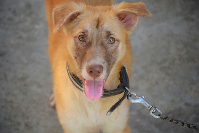 Close-up portrait of a dog
